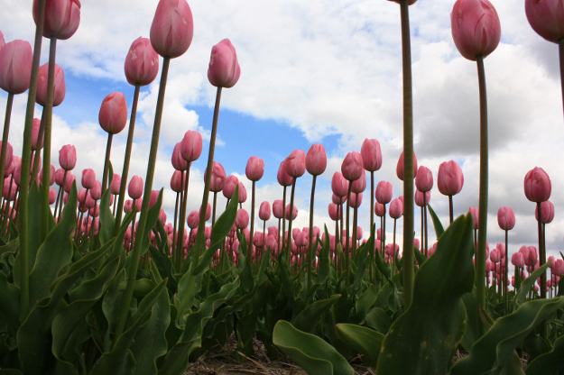 Jak dbać o tulipany?