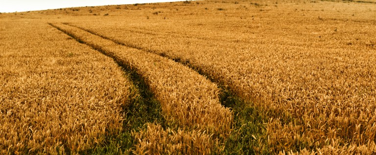 Globalny boom na ziemię rolną